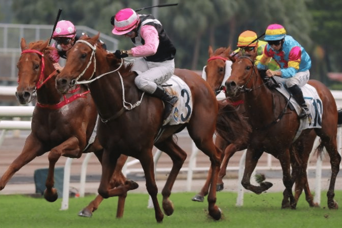 賽馬排位表教學